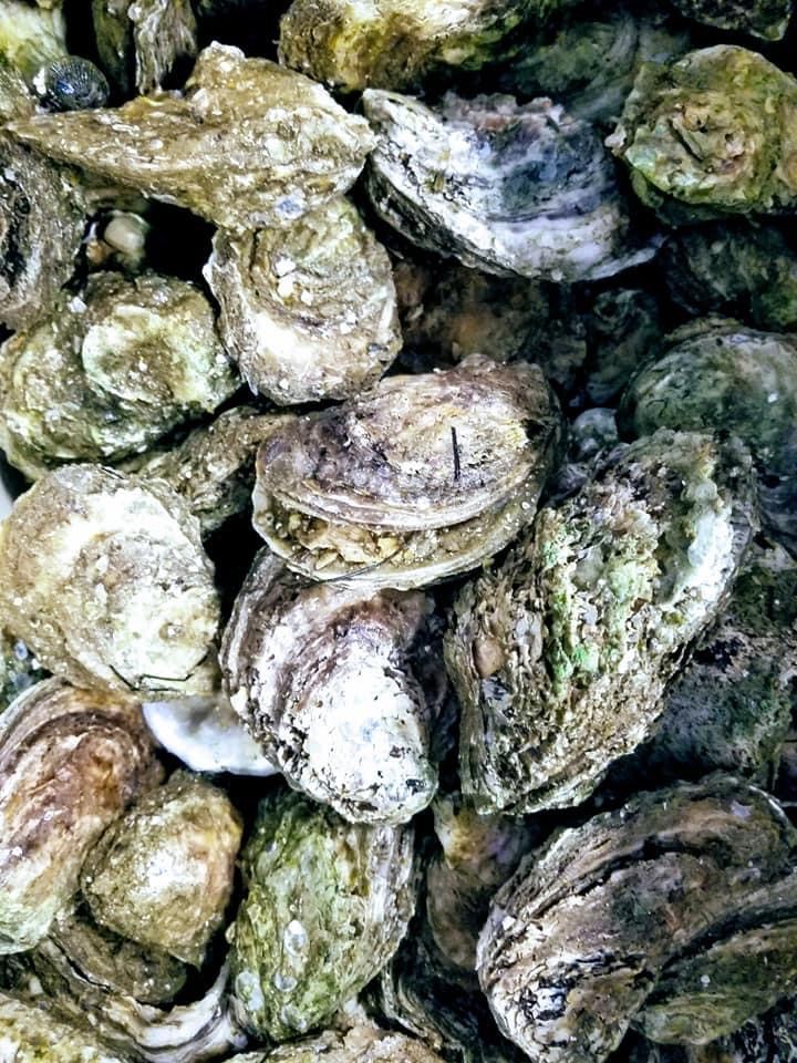 holiday oysters