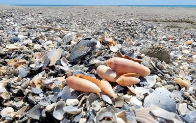 Beachcombing 101