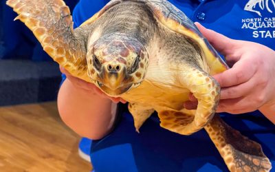 Day Trip to Pine Knoll Shores Aquarium