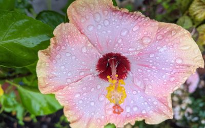 Tips from Terri: Landscaping at AP