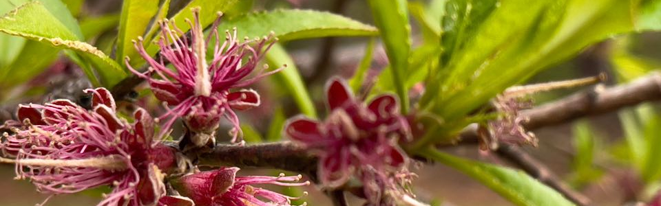 ap-garden-blog-40