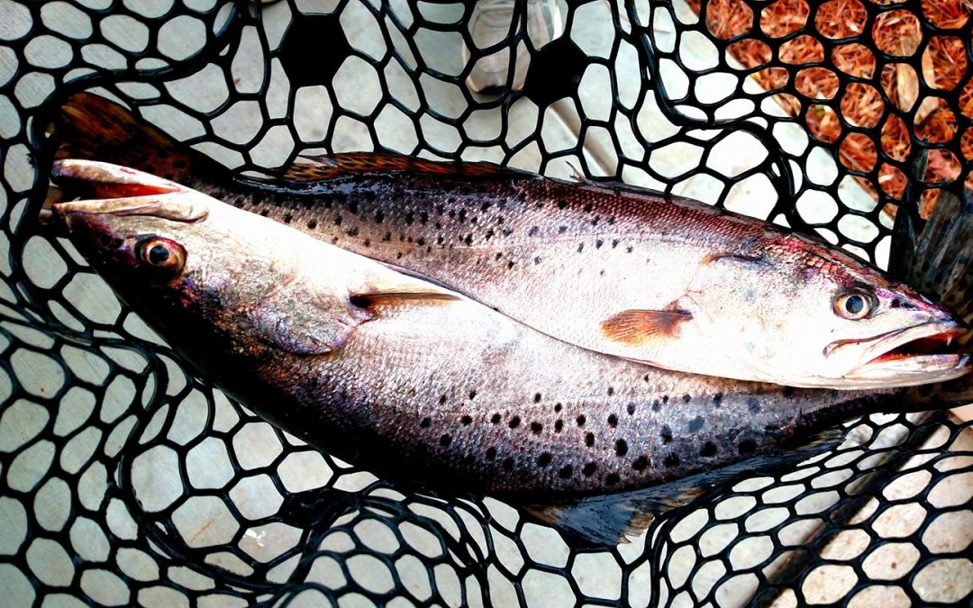 Pesto Trout Recipe