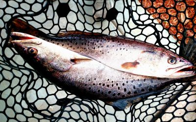 Pesto Trout Recipe