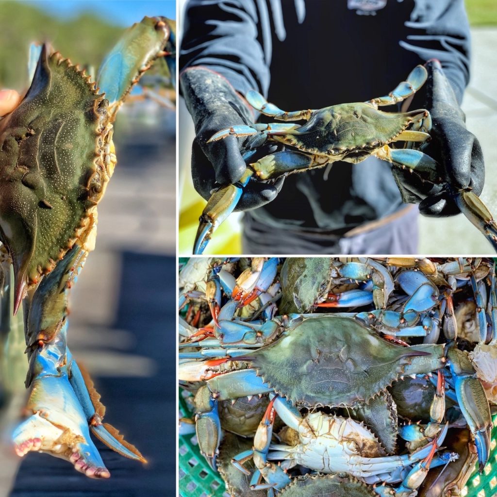 Blue crabs caught in the Neuse River.