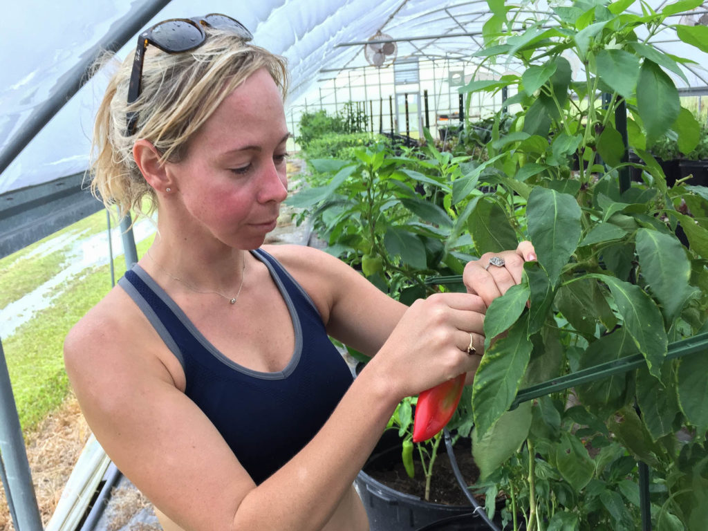 Julie picking the best of the best from the greenhouse at the Dawson Creek Cattle Company.